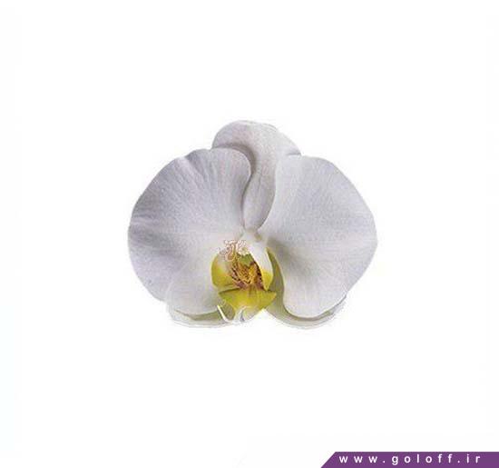 گل ولنتاین ، ارکیده فالانوپسیس کبه - Phalaenopsis Orchid | گل آف